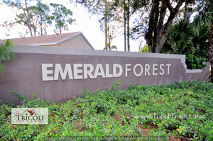 Emerald Forest