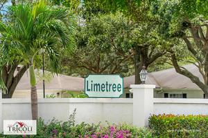Limetree