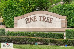 Pine Tree