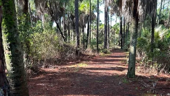 Dirt path winding through a sunlit forest with tall trees and undergrowth on both sides.